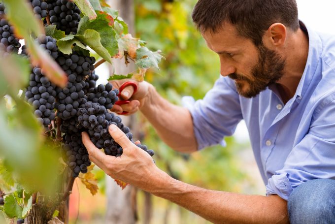 Man in the vineyards picking vine grapes